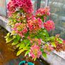 Healthy Hydrangea Petite Star Image 2