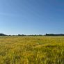 Ariable silage (barley , peas ) Image 4