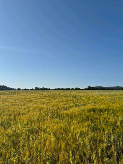 Ariable silage (barley , peas )
