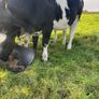 Heifers Image 7