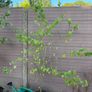 Cercidiphyllum japonicum (Katsura Tree) Image 3