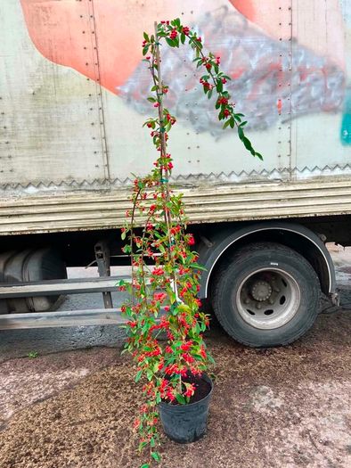 Cotton hybrid Pendula