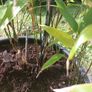 bamboo Image 6
