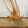 Stump Wood Size XXXL Image 4