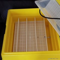 Incubator Covatutto for 24 eggs