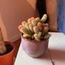 25 Potted Plants & 6 Boxes of Floral Styling Stock Image 8