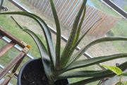 Aloe vera plant sale