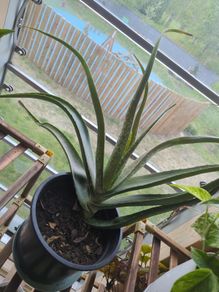 Aloe vera plant sale