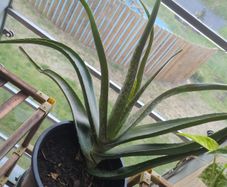 Aloe vera plant sale