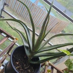 Aloe vera plant sale