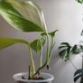 No.2 Monstera Acacoyaguensis Variegated Image 8