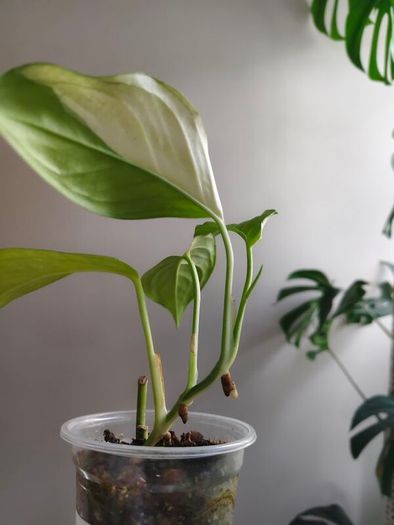 No.2 Monstera Acacoyaguensis Variegated