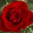 GardenIsRosie