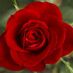 GardenIsRosie
