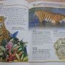 100 Facts on Big Cats Image 2
