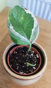I'epipremnum N'Joy Plant