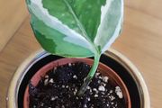 I'epipremnum N'Joy Plant