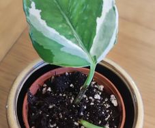 I'epipremnum N'Joy Plant