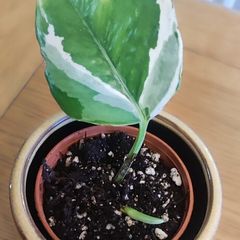 I'epipremnum N'Joy Plant