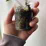 Philodendron Squamiferum Image 4