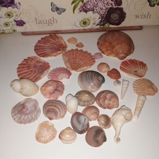Sea shell collection