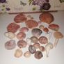 Sea shell collection Image 3