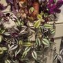 Trailing house plants  in one pot. 50cm x 80cm or 50cm x 100cm.  3Tradescantias : Zebrina, Nanouk and Purple Heart Image 4