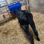 Angus bull calves Image 4