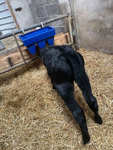 Angus bull calves