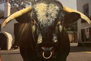 Swervedriver - Mezcal Head (Creation Records / First Press)