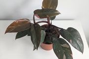 Philodendron Pink Princess Plant