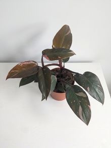 Philodendron Pink Princess Plant