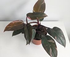 Philodendron Pink Princess Plant