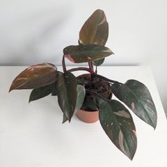 Philodendron Pink Princess Plant