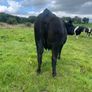 In calf Aubrac cross heifers Image 2