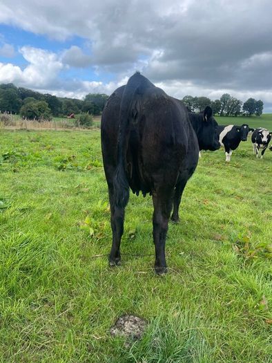 In calf Aubrac cross heifers