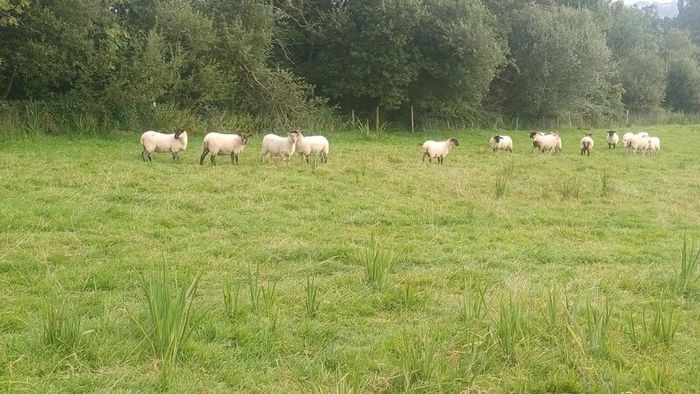 65 Suffolk x and x-bred hoggetts for Manorhamilton