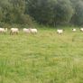 65 Suffolk x and x-bred hoggetts for Manorhamilton Image 6