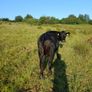 In calf heifers Image 4