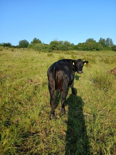 In calf heifers