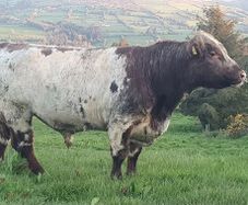 Shorthorn Bulls