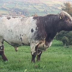 Shorthorn Bulls