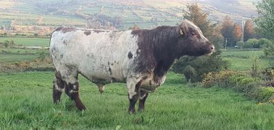 Shorthorn Bulls
