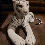 large white tiger Image 3