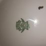 Vintage Tuscan China Tea Set Image 8