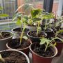 tomato plant Image 3