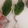 hoya Image 4