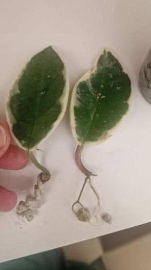 hoya