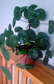Money plant Pilea peperomioides indoor houseplant