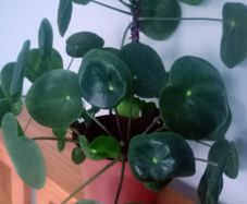 Pilea peperomioides /Chinese money plant